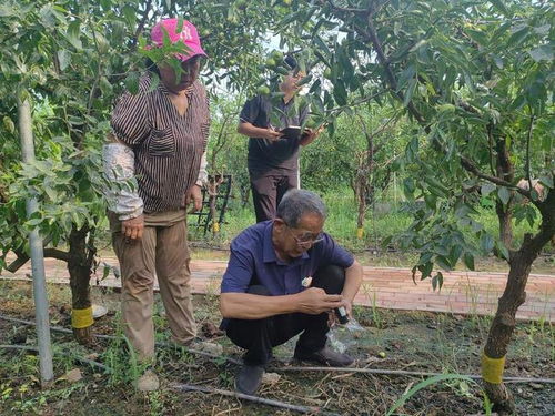 沾化區(qū)黃升鎮(zhèn)開展ec值檢測配方施肥 助力精品沾化冬棗生產