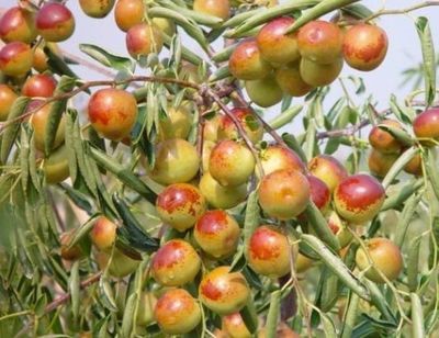 哪里的冬棗最好?山東沾化、河北黃驊、陜西大荔,還是山西、新疆江西或其他地方?