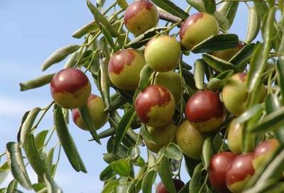 豐收時節(jié) 棗香滿園——滄州2019中國農民豐收節(jié)暨黃驊冬棗節(jié)即將盛大開幕