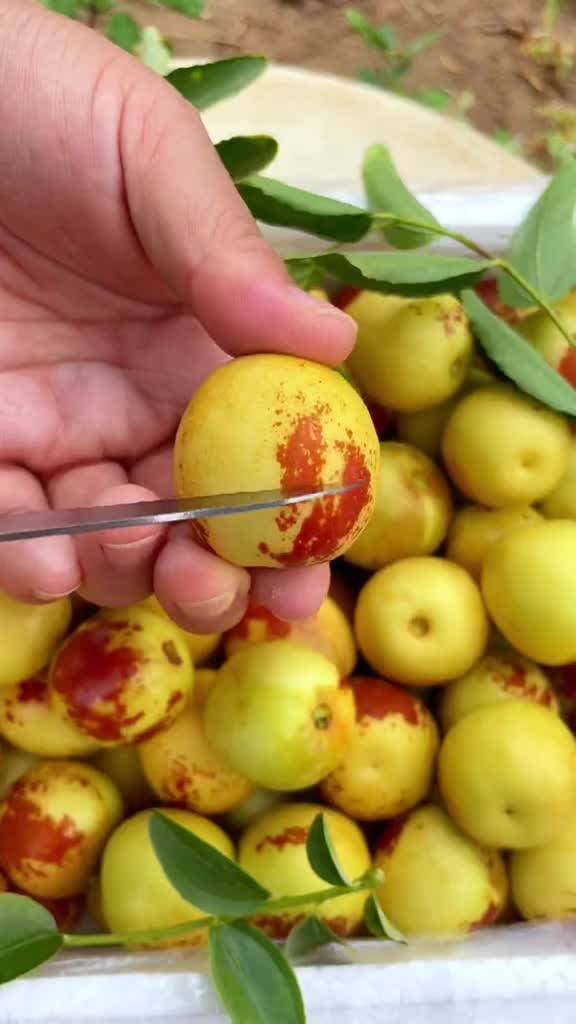 大荔與黃驊冬棗 產地直發(fā)，品質鮮甜