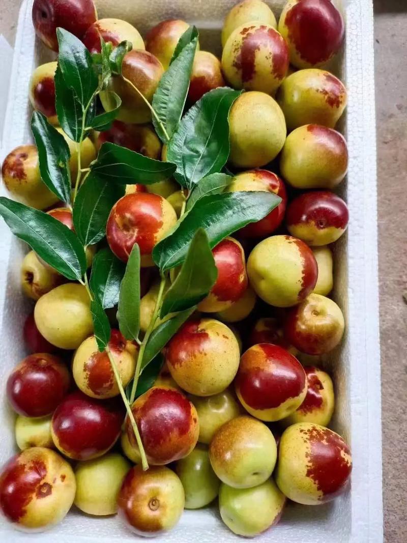 黃驊冬棗 自然饋贈(zèng)，甜美健康，等您下單