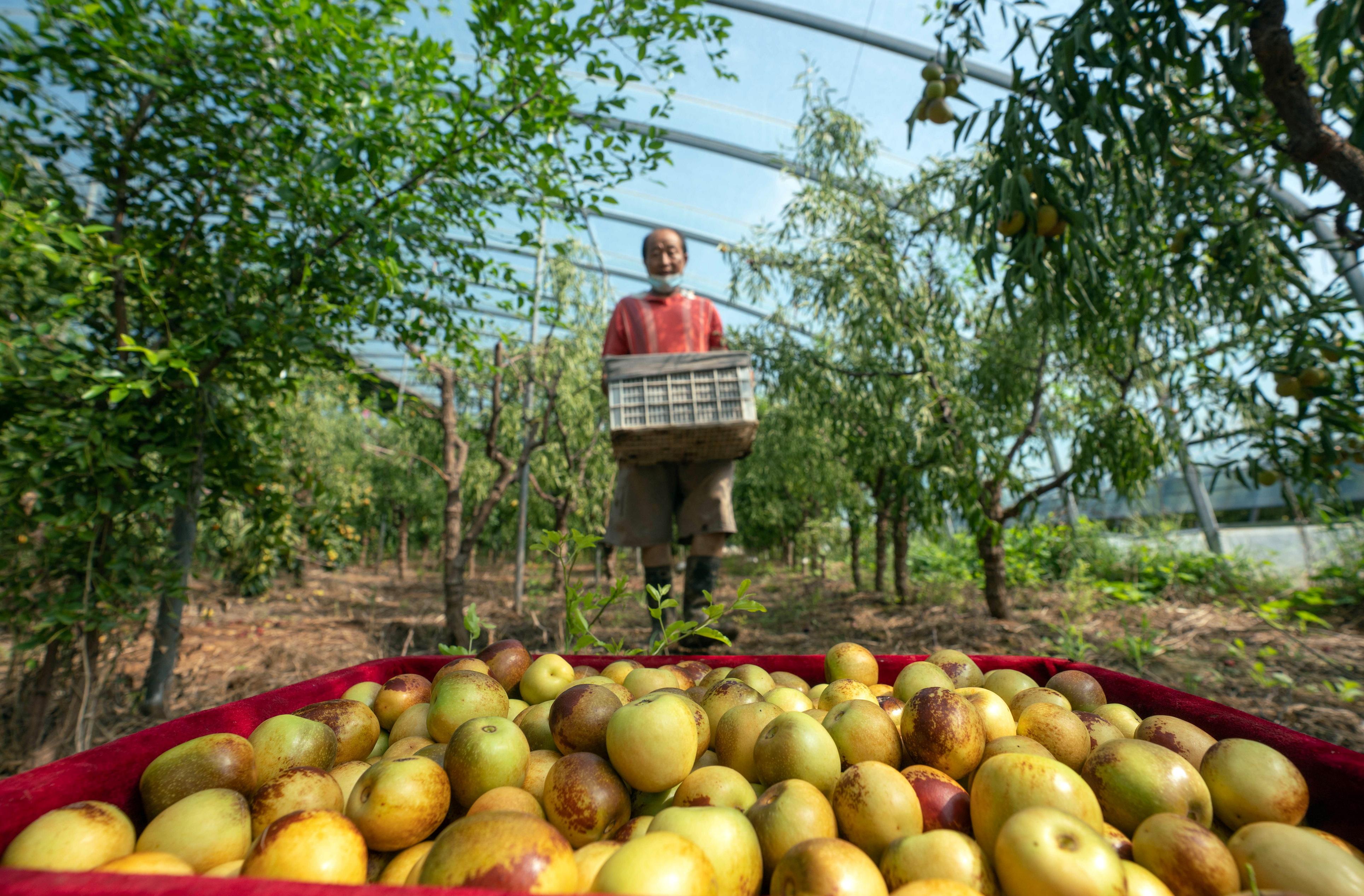 河北黃驊 冬棗大棚采收忙，特色產業(yè)促增收