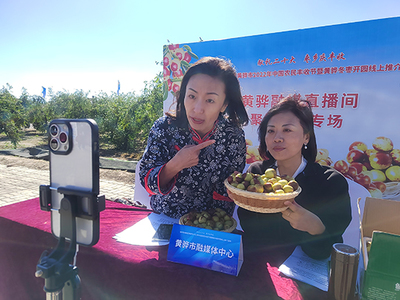 河北黃驊 古貢棗園話豐收，特色農業(yè)促振興