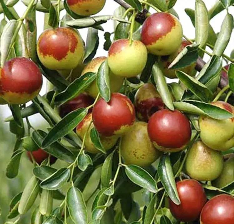 黃驊冬棗:高山種植,美味又營(yíng)養(yǎng)