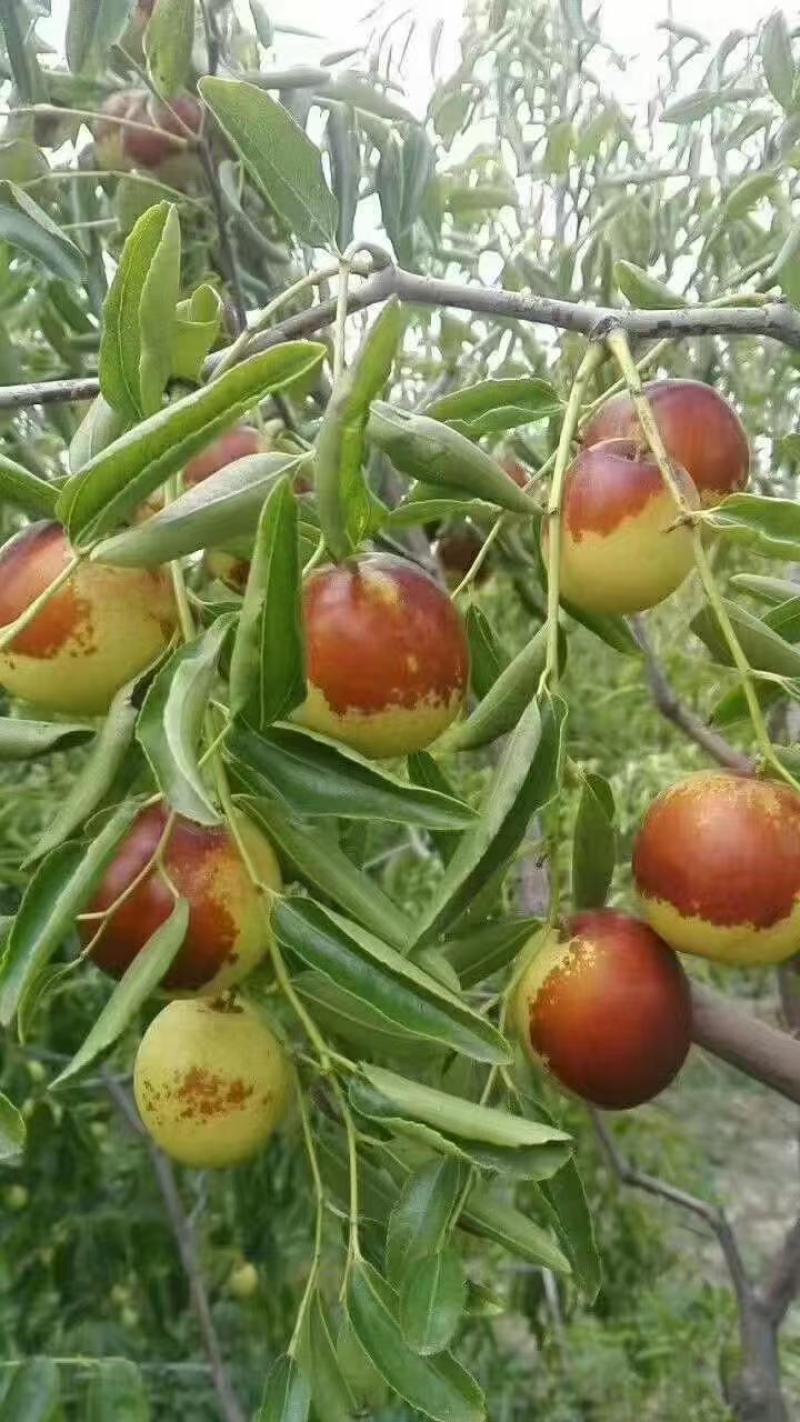 滄州黃驊冬棗 一口咬下，滿(mǎn)嘴的清甜與實(shí)力